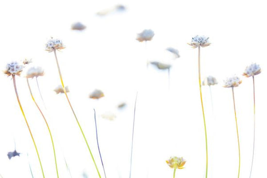 PHOTOWALL / Abstract Flowers V (e324866)