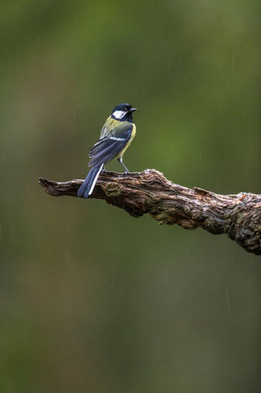 PHOTOWALL / Bullfinch II (e324868)