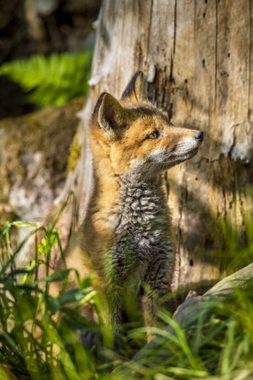 PHOTOWALL / Foxy IIII (e324874)