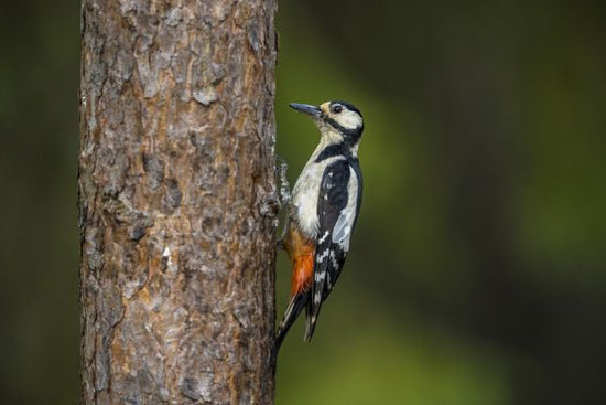 PHOTOWALL / Woodpecker (e324875)