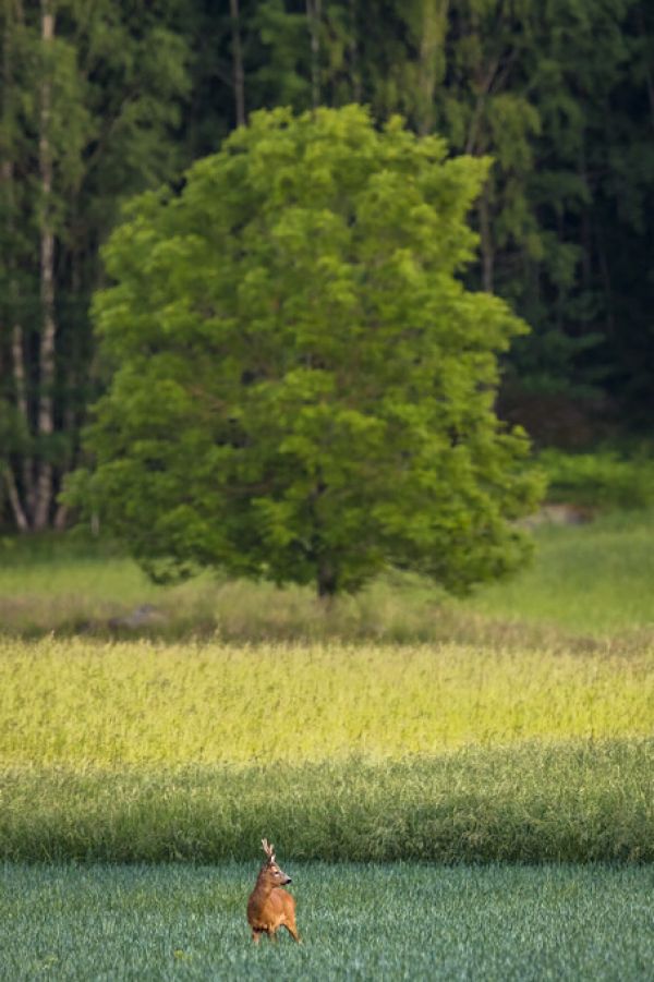 PHOTOWALL / Roebuck (e324879) | 輸入壁紙専門店 WALPA – WALPA.jp