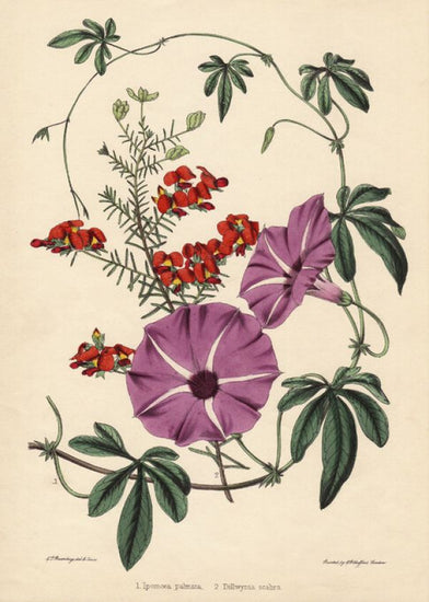 PHOTOWALL / Ipomoea Palmata and Dillwynia Scabra - Infographics (e322366)