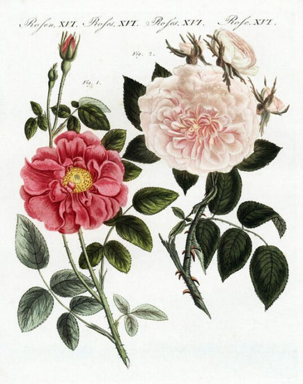 PHOTOWALL / French Rose - Infographics (e322367)