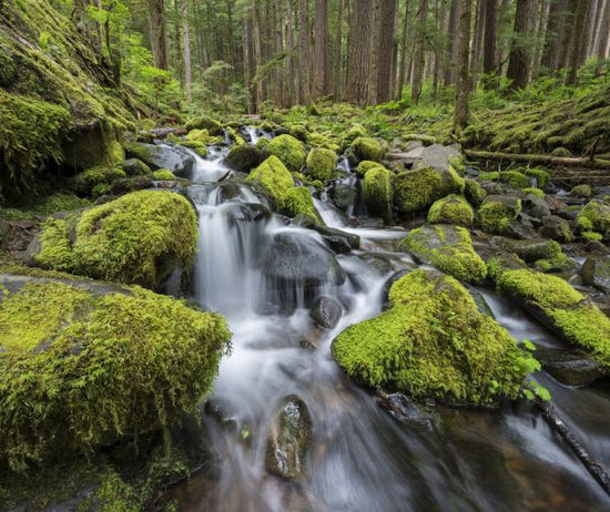 PHOTOWALL / Moss-Covered Rocks in River (e324561)