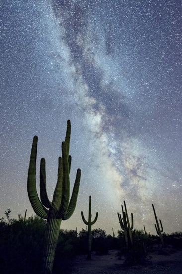 PHOTOWALL / Saguaro Cacti at Night (e324562)