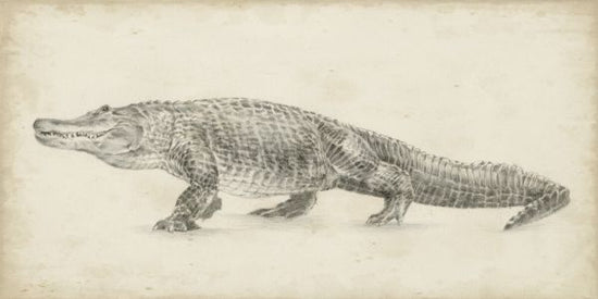 PHOTOWALL / Alligator Sketch (e324583)