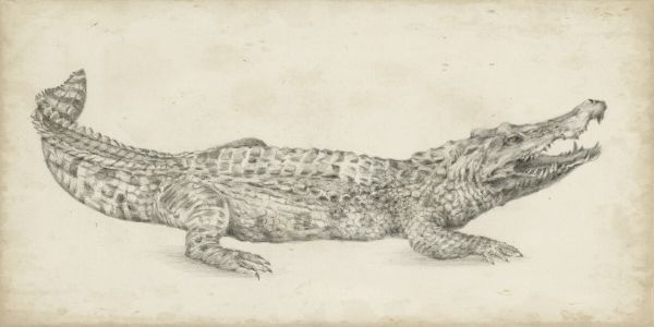 PHOTOWALL / Crocodile Sketch (e324584) | 輸入壁紙専門店 WALPA