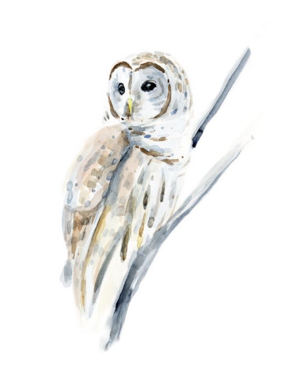PHOTOWALL / Arctic Owl (e324621)