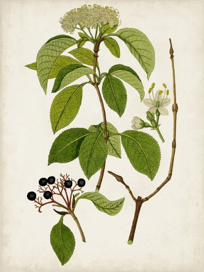 PHOTOWALL / Antique Greenery IV (e324644)