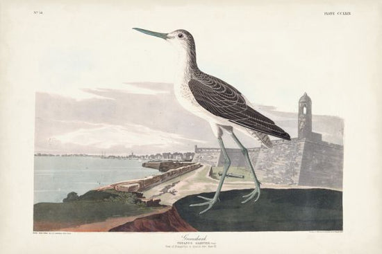 PHOTOWALL / Greenshank (e324695)