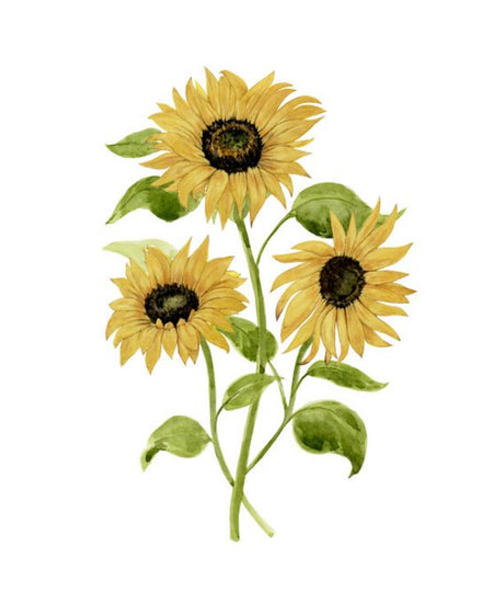 PHOTOWALL / Sunflower Trio (e324719)