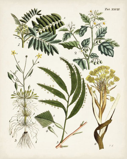PHOTOWALL / Fanciful Ferns (e324720)