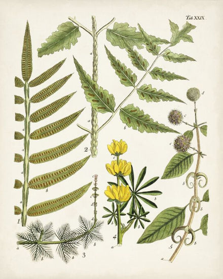 PHOTOWALL / Fanciful Ferns II (e324721)