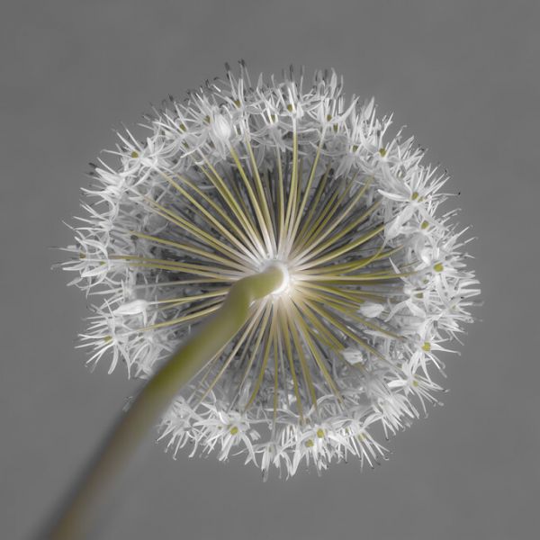 PHOTOWALL / Allium Flower (e326245)