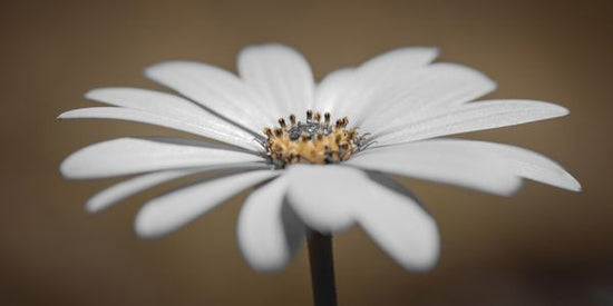 PHOTOWALL / African Daisy (e326269)