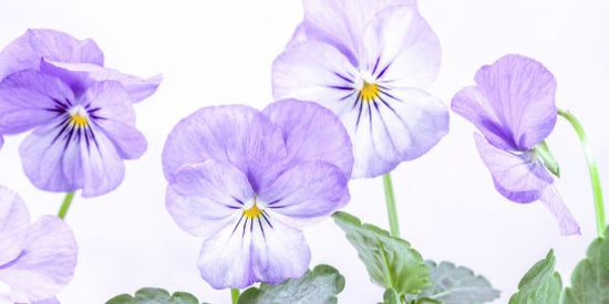 PHOTOWALL / Violets (e326271)