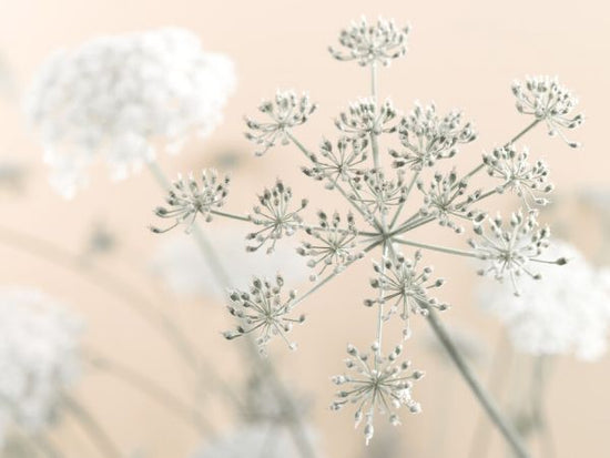PHOTOWALL / Cow Parsley (e326283)