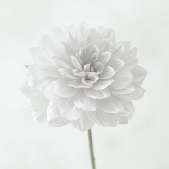 PHOTOWALL / Dahlias (e326286)