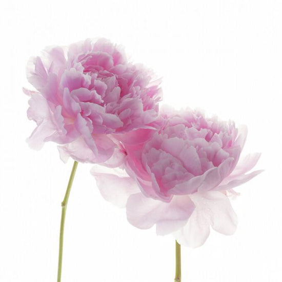 PHOTOWALL / Peonies (e326292)