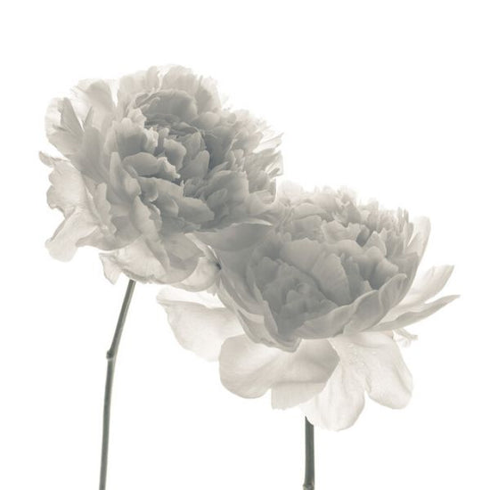 PHOTOWALL / Peonies (e326293)