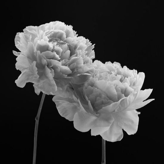 PHOTOWALL / Peonies (e326294)