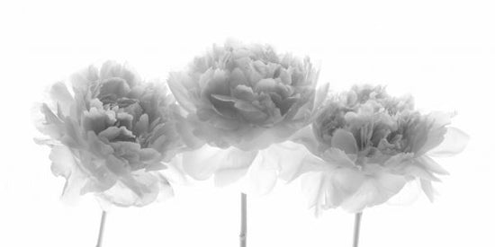 PHOTOWALL / Peonies (e326295)