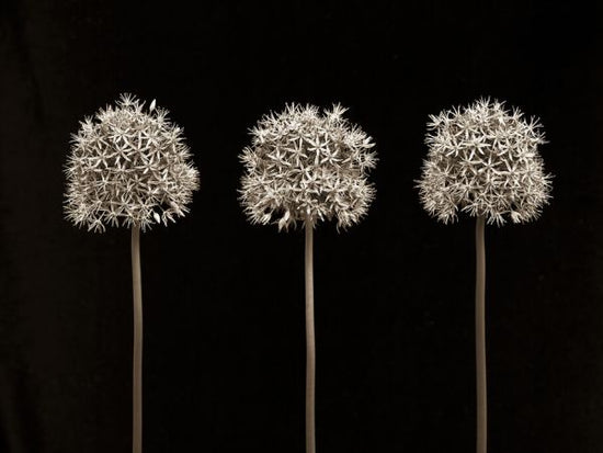 PHOTOWALL / Three Allium Flowers (e326298)