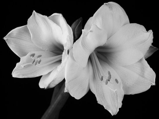 PHOTOWALL / White Amaryllis (e326303)