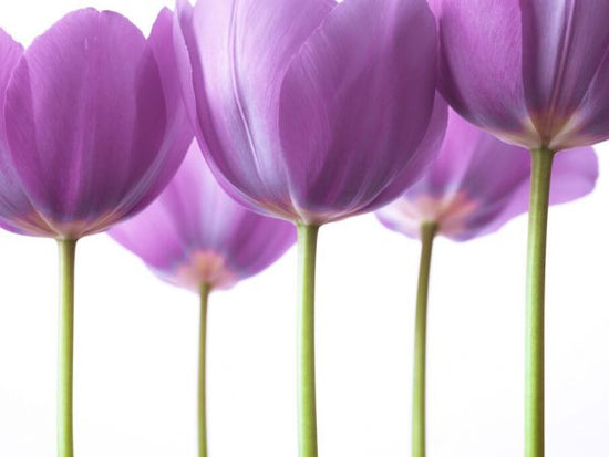 PHOTOWALL / Tulips (e326316)