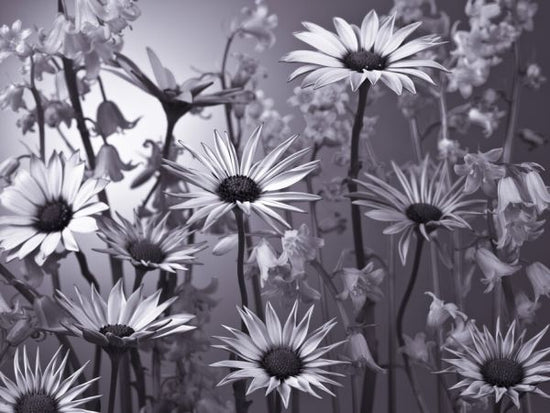 PHOTOWALL / Meadow Flowers (e326318)