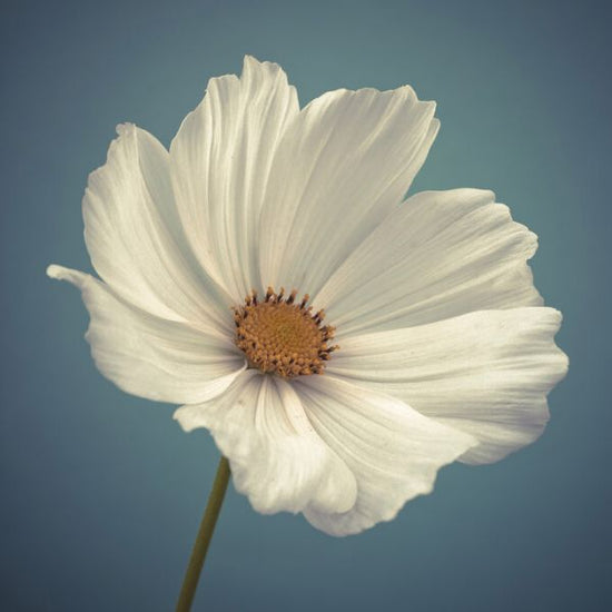 PHOTOWALL / Cosmos (e326320)