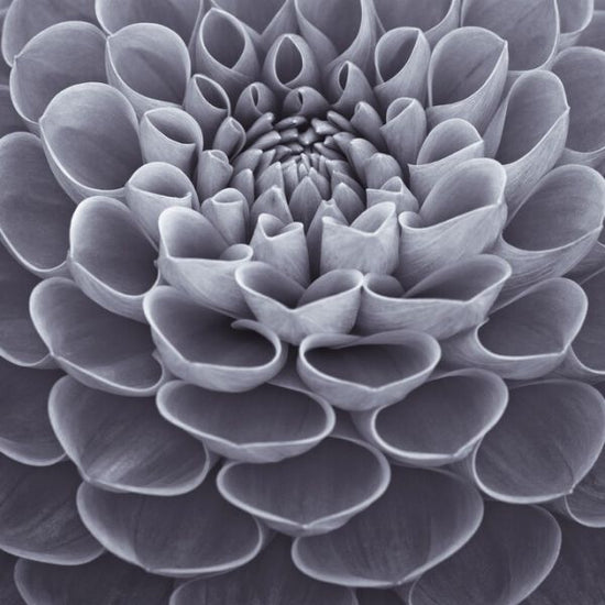PHOTOWALL / Dahlias (e326329)