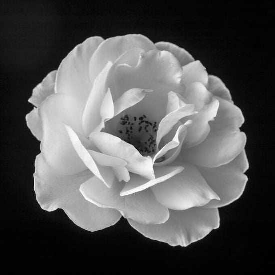 PHOTOWALL / Rose (e326331)
