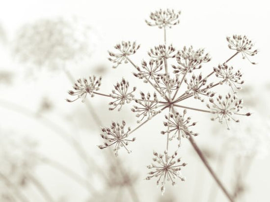 PHOTOWALL / Cow Parsley (e326332)