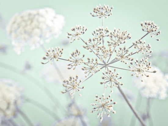 PHOTOWALL / Cow Parsley (e326333)
