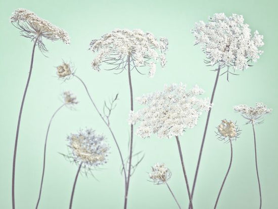 PHOTOWALL / Cow Parsley (e326335)