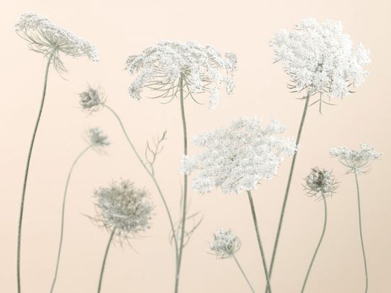 PHOTOWALL / Cow Parsley (e326336)