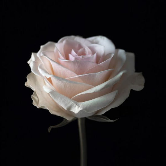 PHOTOWALL / Rose (e326342)
