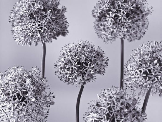 PHOTOWALL / Alliums (e326361)