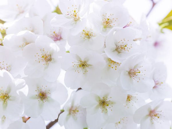 PHOTOWALL / Blossom (e326399)