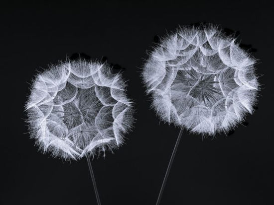 PHOTOWALL / Dandelion Clock (e326401)