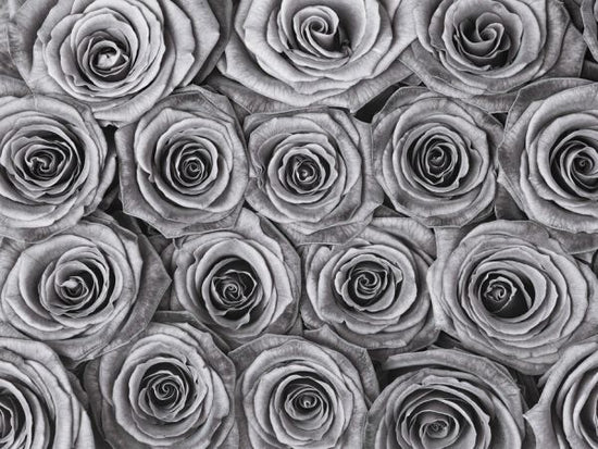 PHOTOWALL / Roses (e326421)