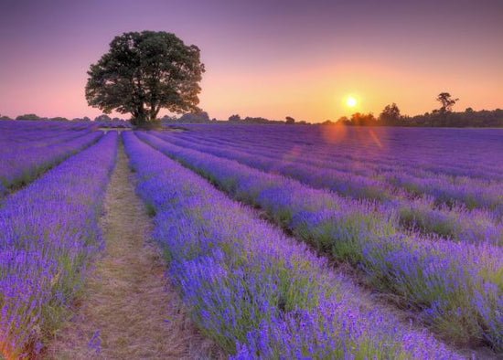 PHOTOWALL / Lavender (e326434)