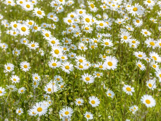 PHOTOWALL / Daisy (e326454)