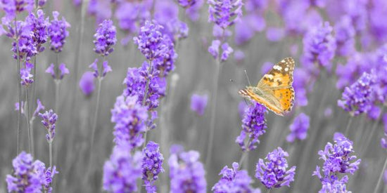 PHOTOWALL / Lavender (e326456)