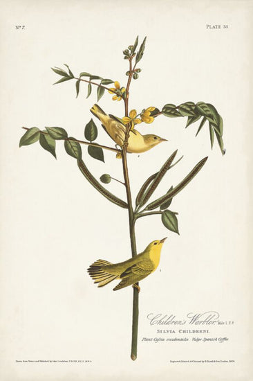 PHOTOWALL / Childrens Warbler (e324786)