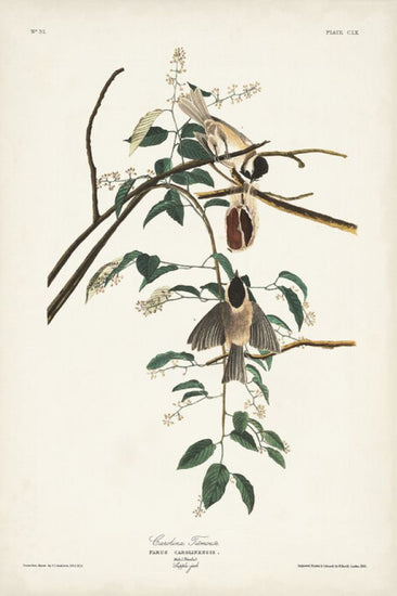 PHOTOWALL / Carolina Titmouse (e324794)