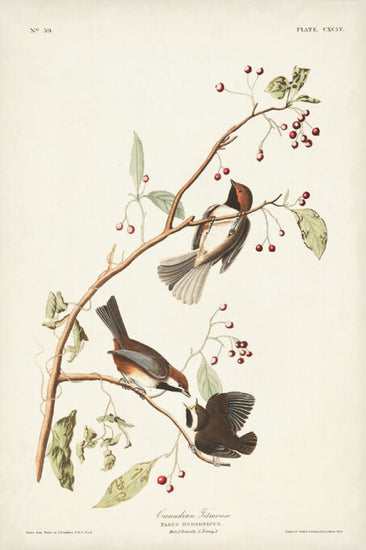 PHOTOWALL / Canadian Titmouse (e324795)
