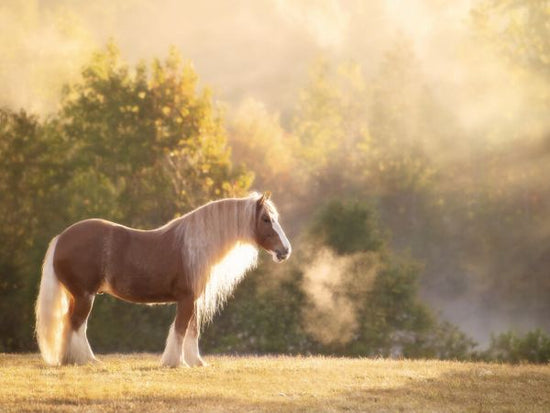 PHOTOWALL / Golden Lit Horse (e324959)
