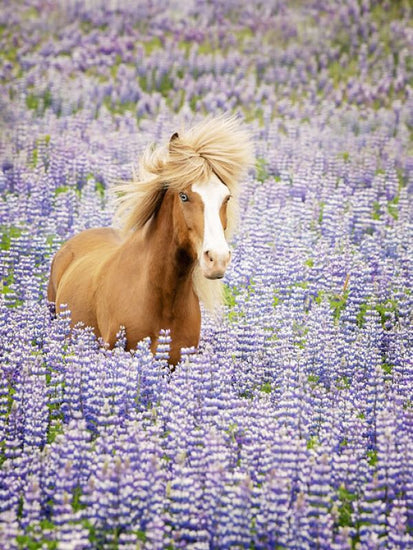 PHOTOWALL / Horse in Lavender (e324961)